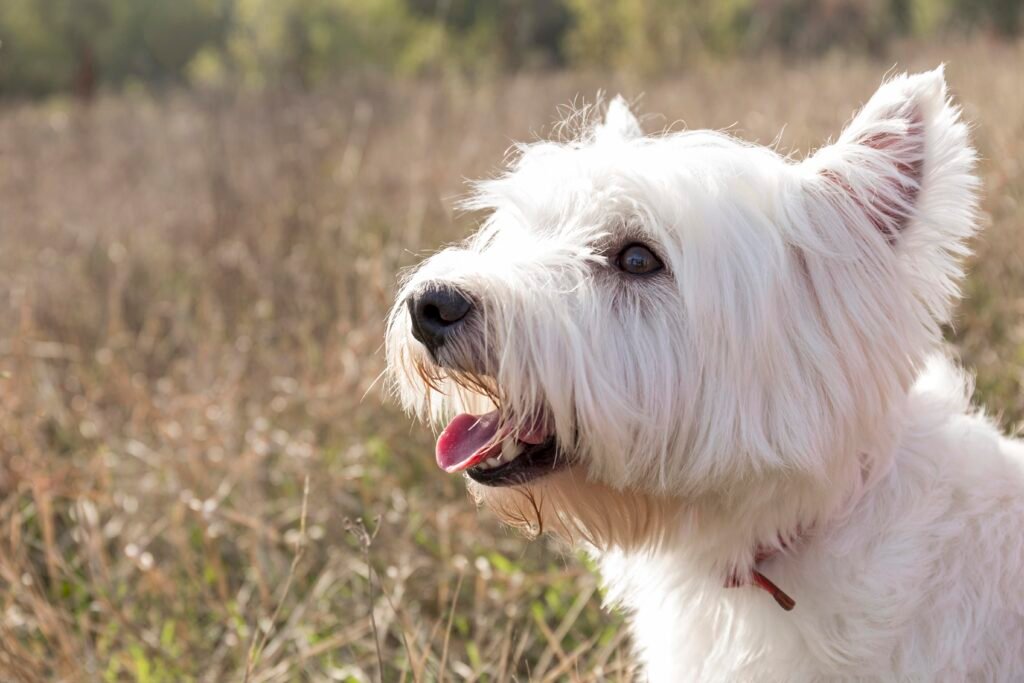 As 3 Melhores Rações para West Highland White Terrier