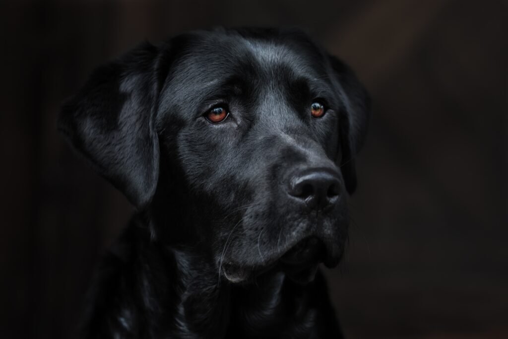 Labrador Retriever Guia Completo da Raça — Tudo que Você Precisa Saber em 2026