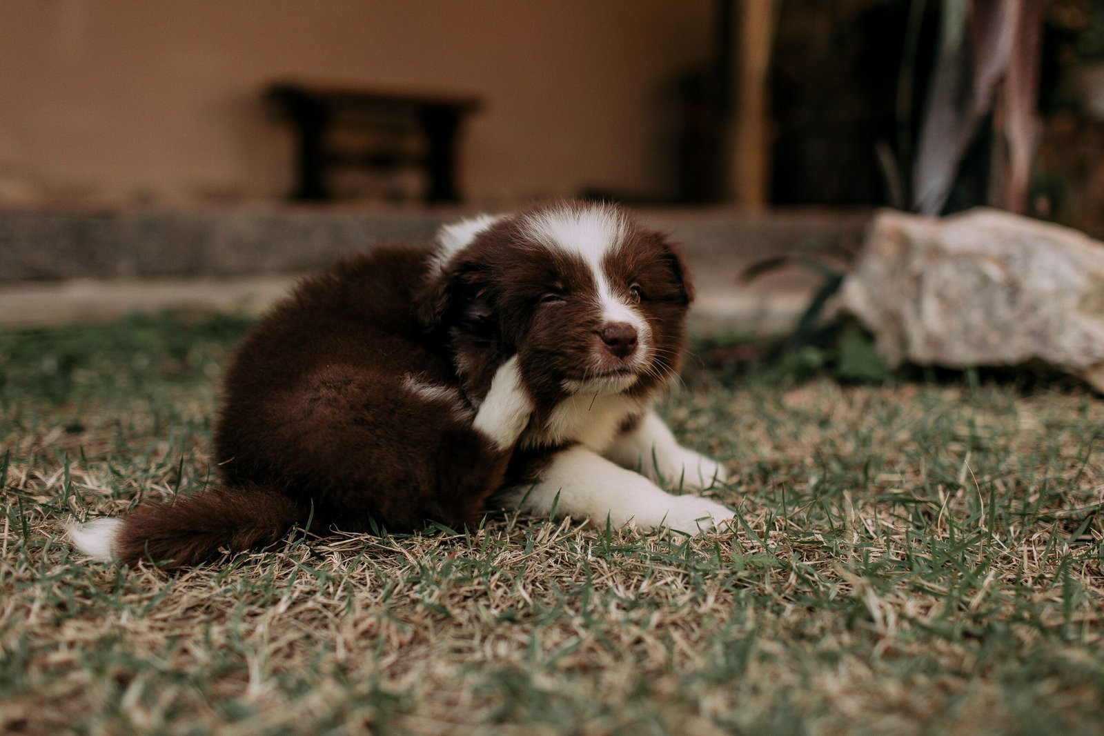 NexGard Spectra Funciona Para Coceira em Cachorro