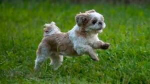 Shih Tzu Guia Completo