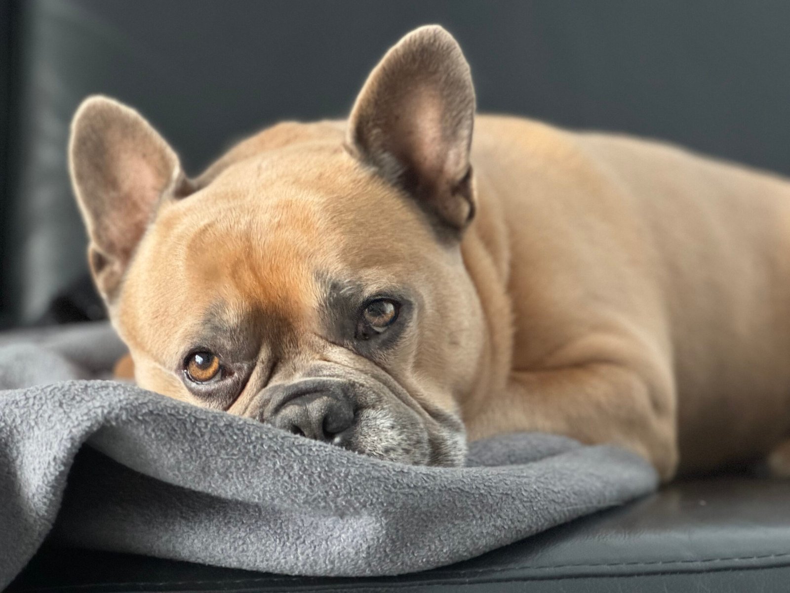 Top 5 Suplementos para Bulldog Francês Idoso (Funciona Mesmo em 2026)