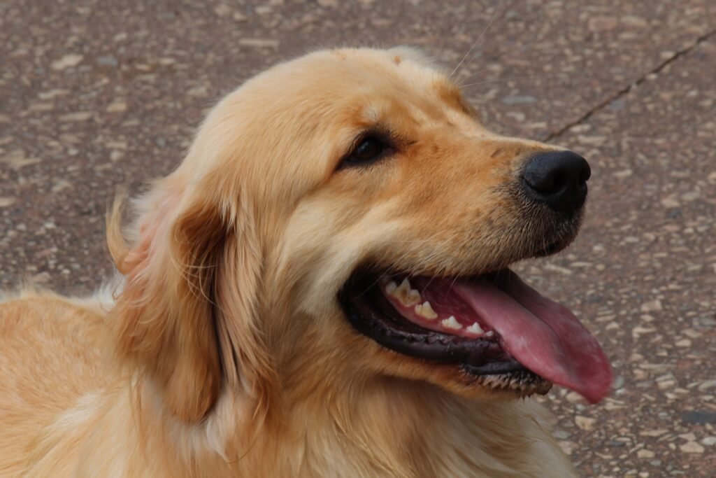 Uma História de Origem Da Escócia para o Mundo,Golden Retriever .