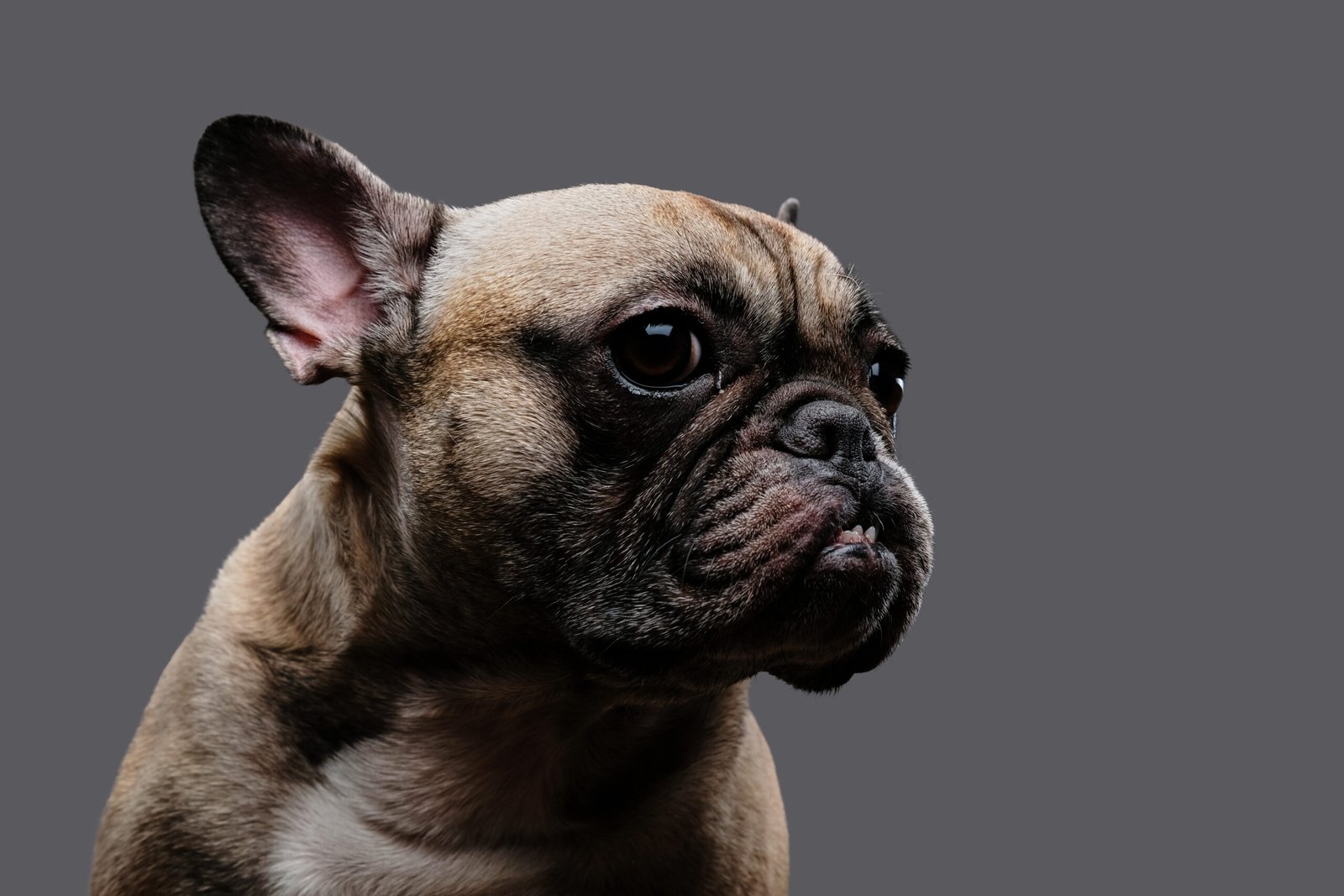 Vetmax Plus