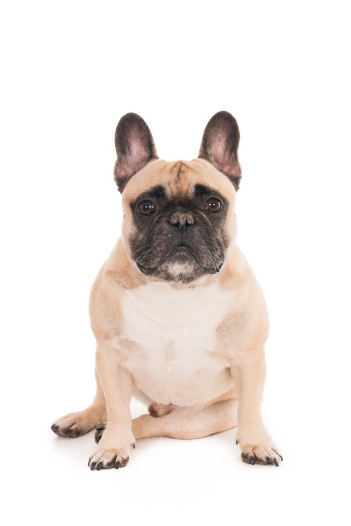 Top 5 Camas Ortopédicas para Cachorro Idoso em 2026: