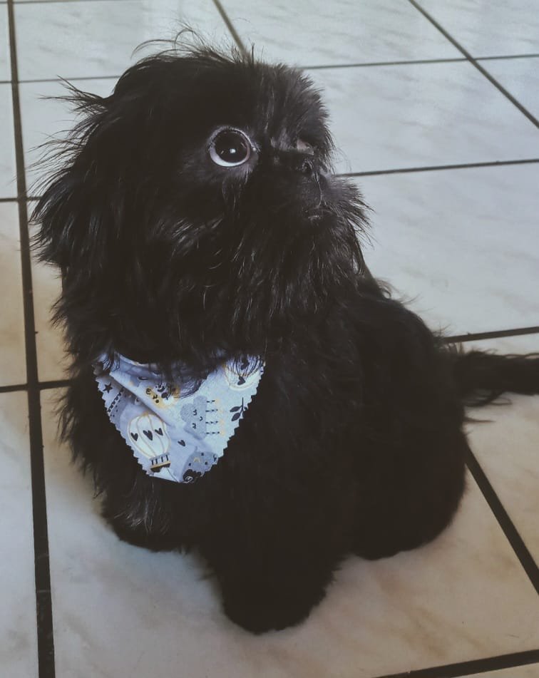 Cuidados com o Pelo do Shih Tzu