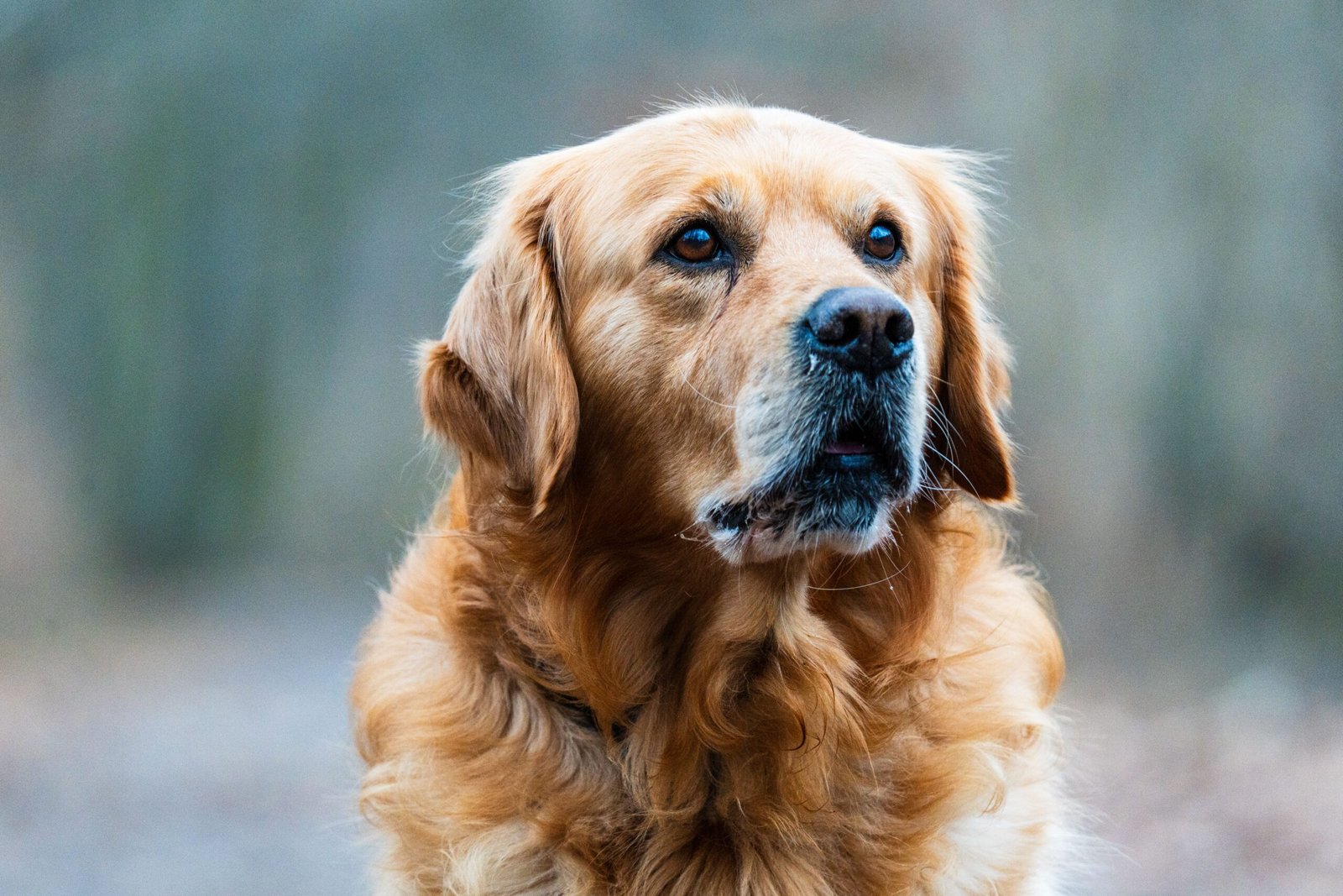 Cama Ortopédica para Golden Retriever