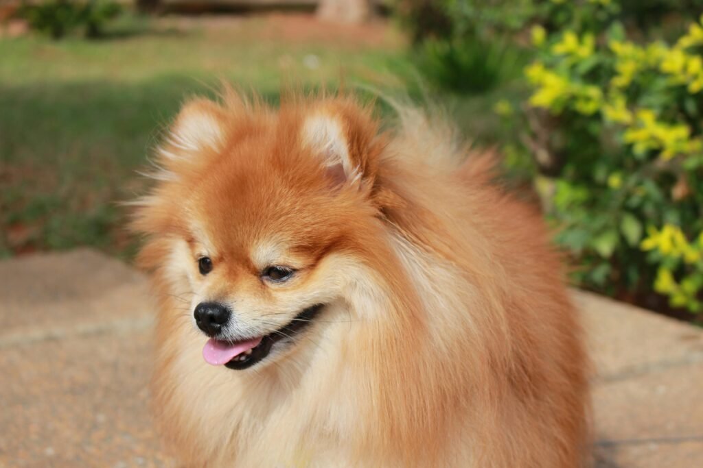 Lulu da Pomerânia Guia Completo da Raça