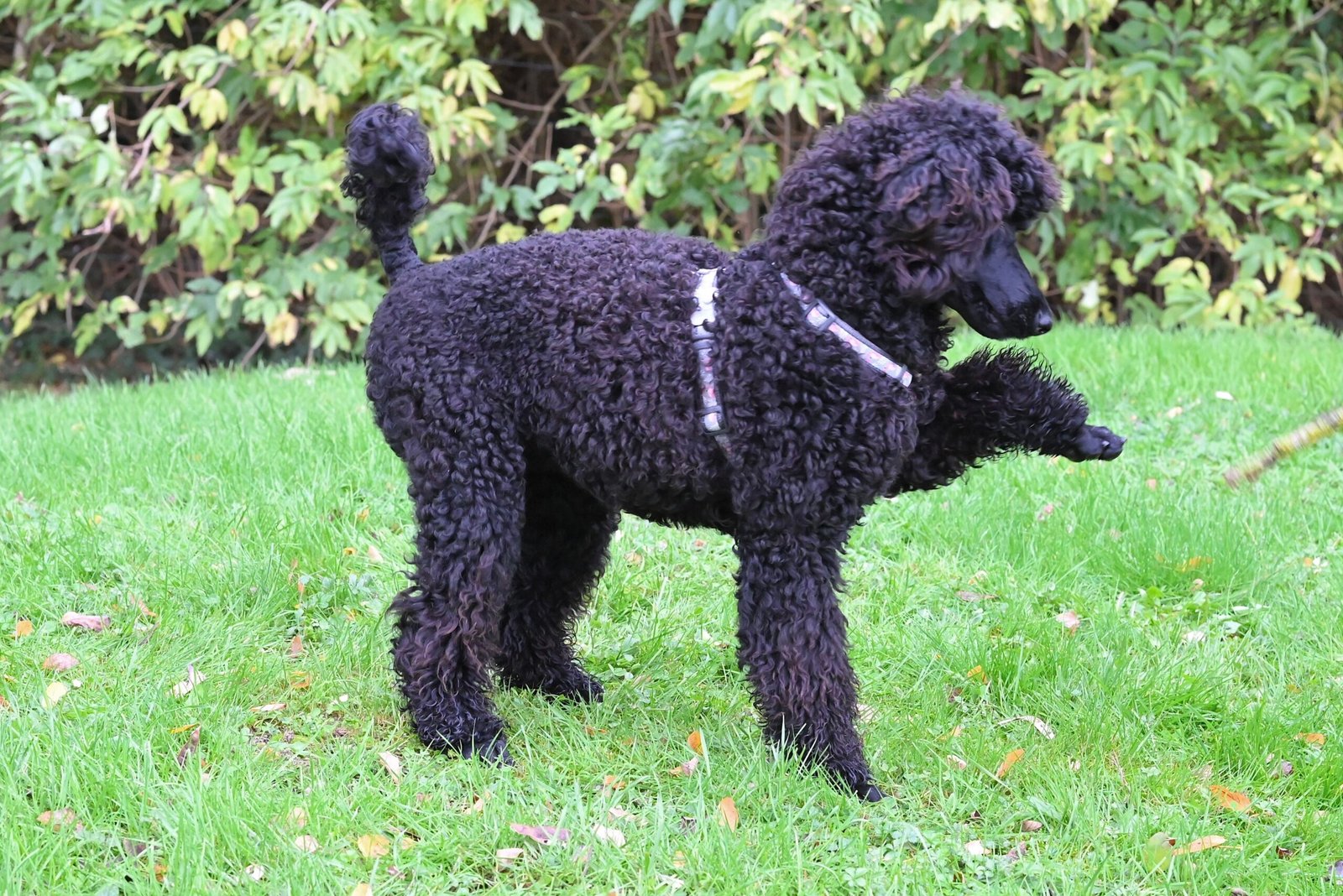 Pelo do Poodle
