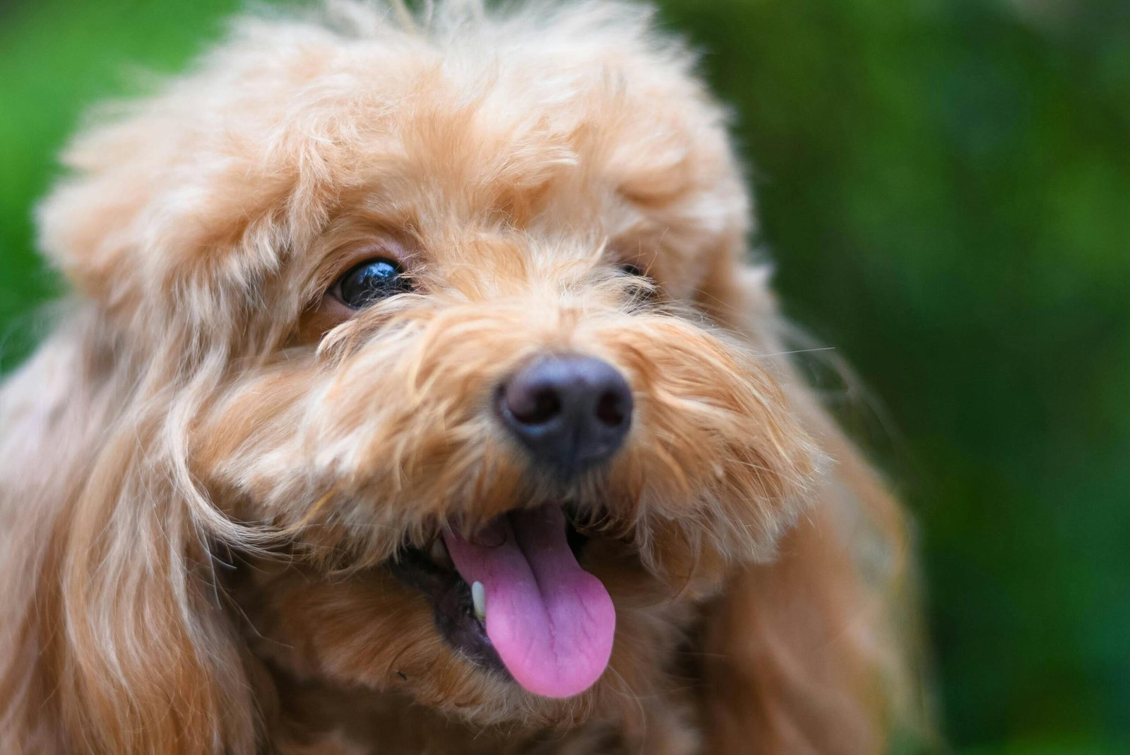 Poodle Guia Completo da Raça