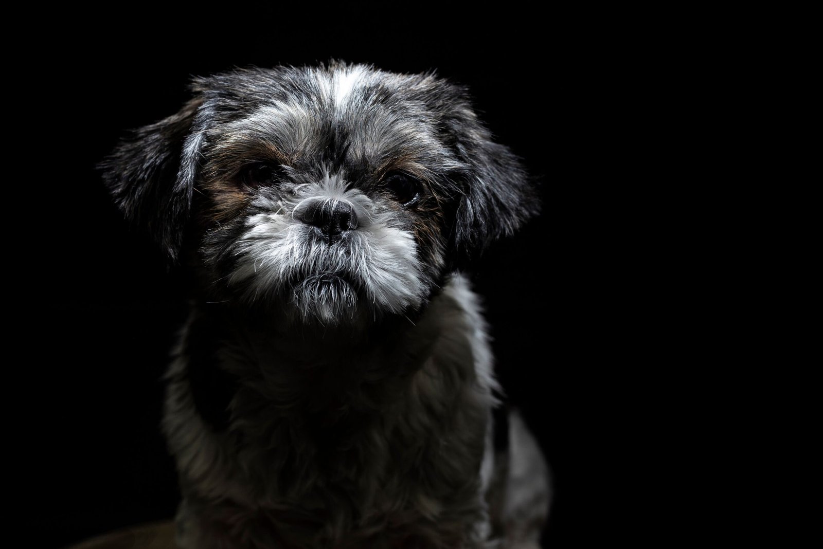 Problemas de Saúde no Shih Tzu Guia Completo para Tutores 2026
