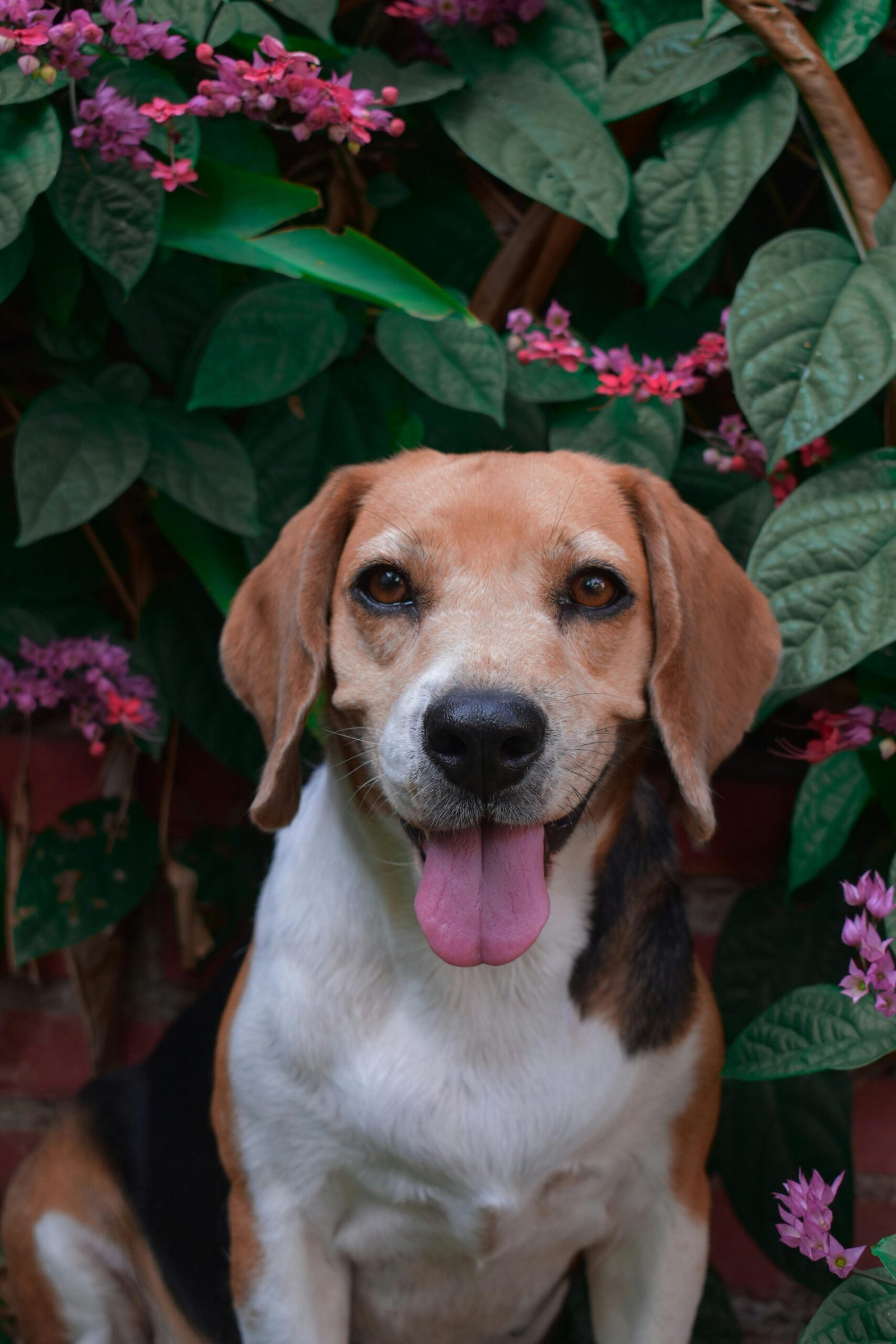 Cachorro feliz