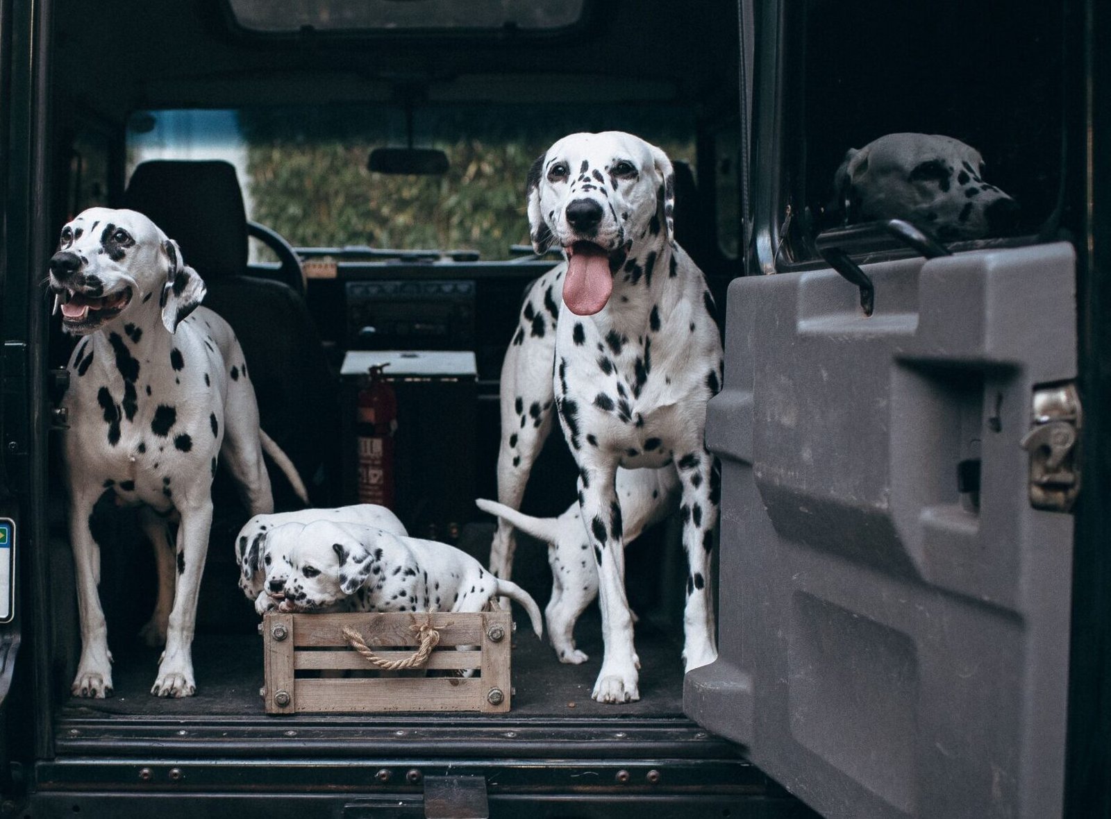 Melhor Cadeira de Carro para Cachorro