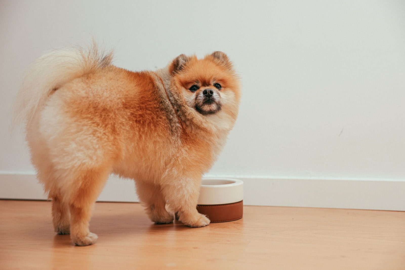Melhor Comedouro Elevado para Cachorro