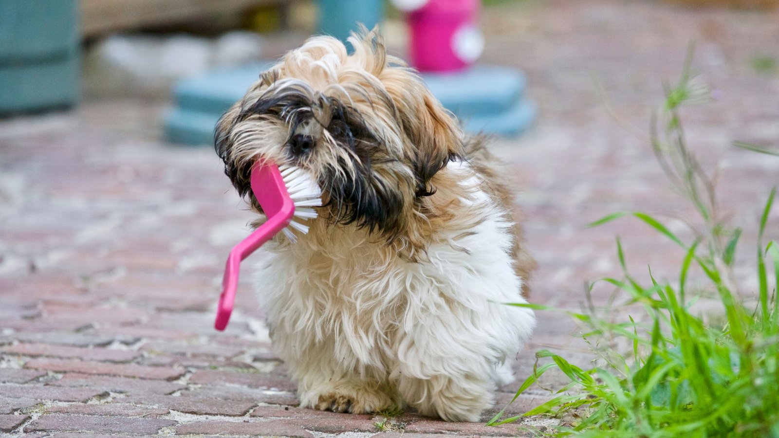 Melhor Escova Removedora de Pelos para Cachorro