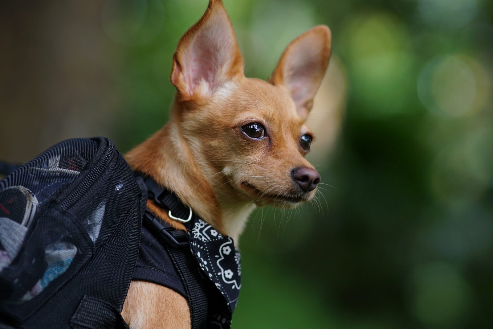 Melhor Mochila de Transporte para Cachorro