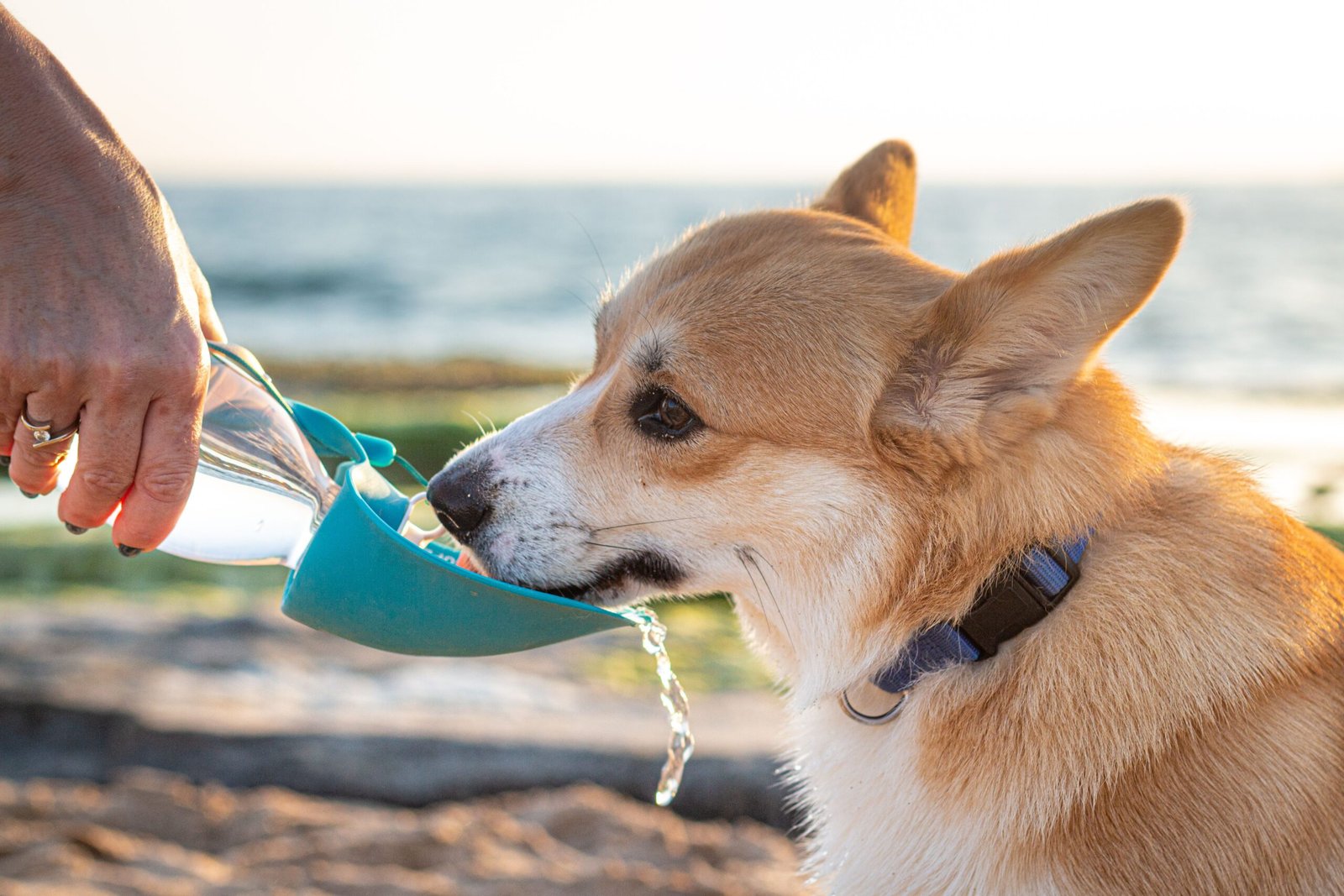 Bebedouro Portátil para Cachorro