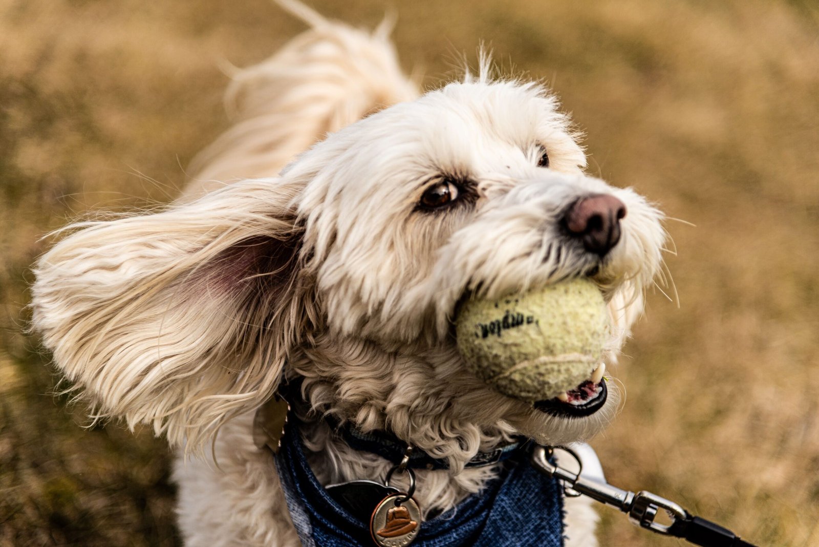 Melhor Bola para Cachorro