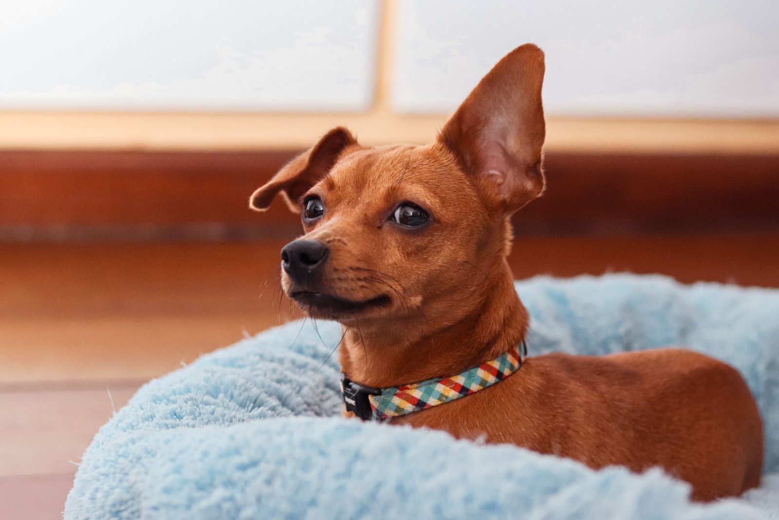Melhor Cama Refrescante para Cachorro
