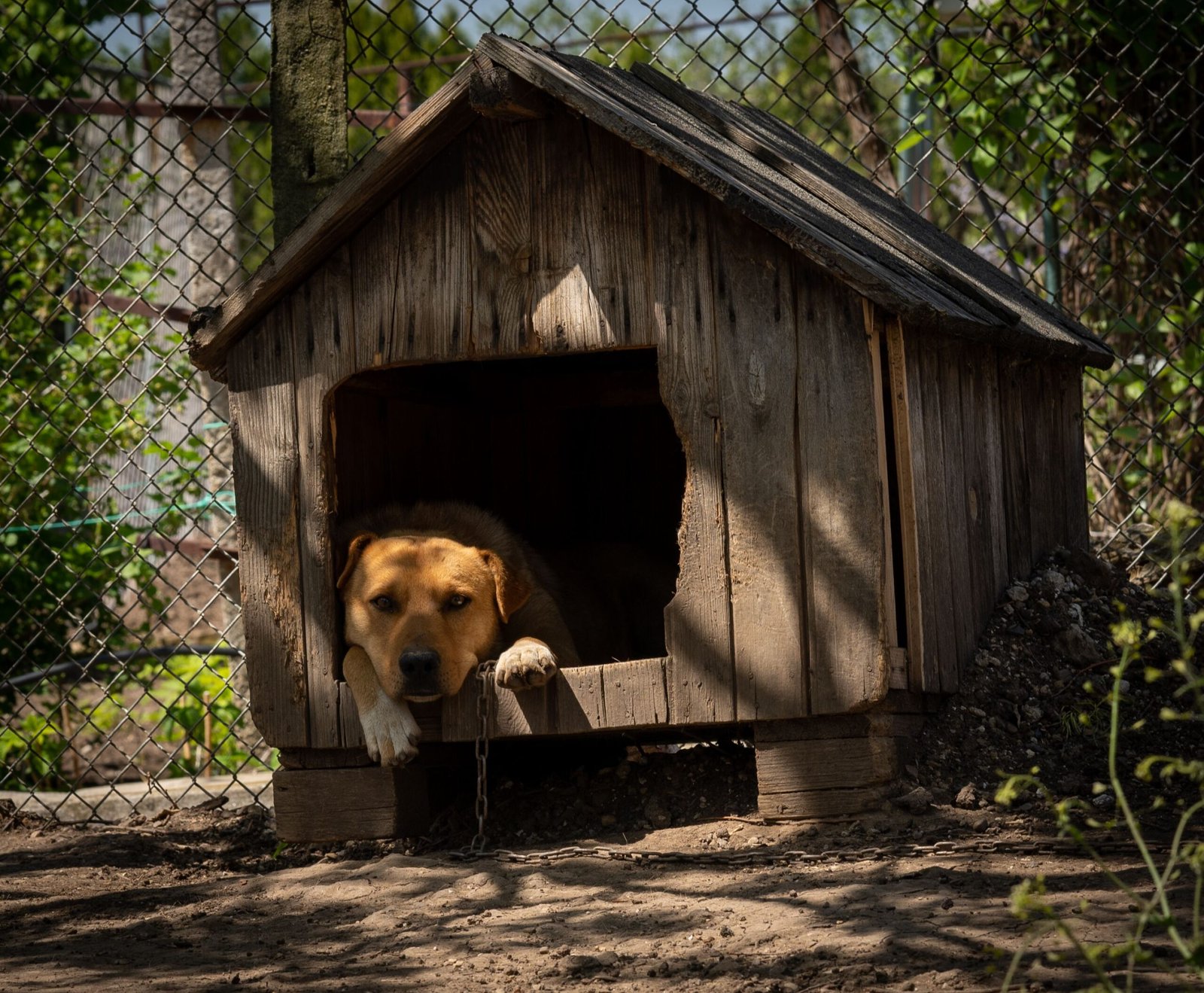 Melhor Casinha para Cachorro