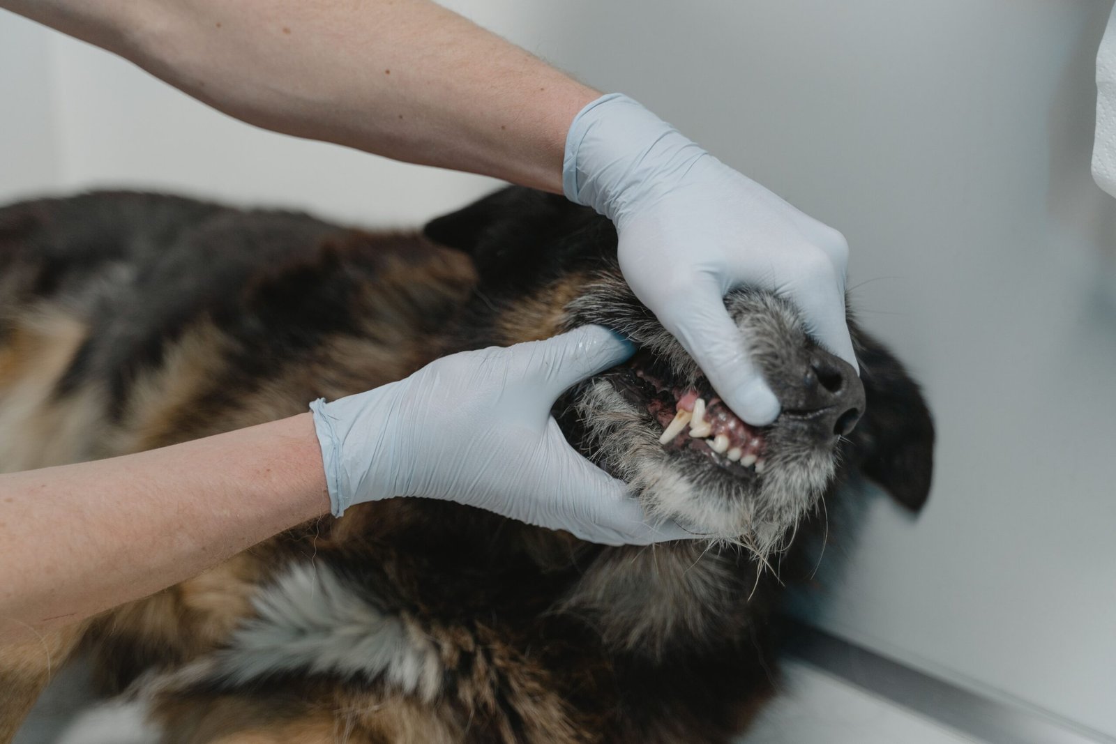 Melhor Escova de Dente para Cachorro