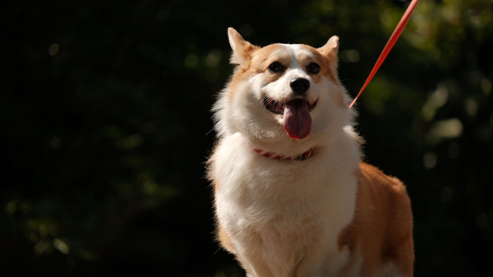 Melhor Guia Retrátil para Cachorro