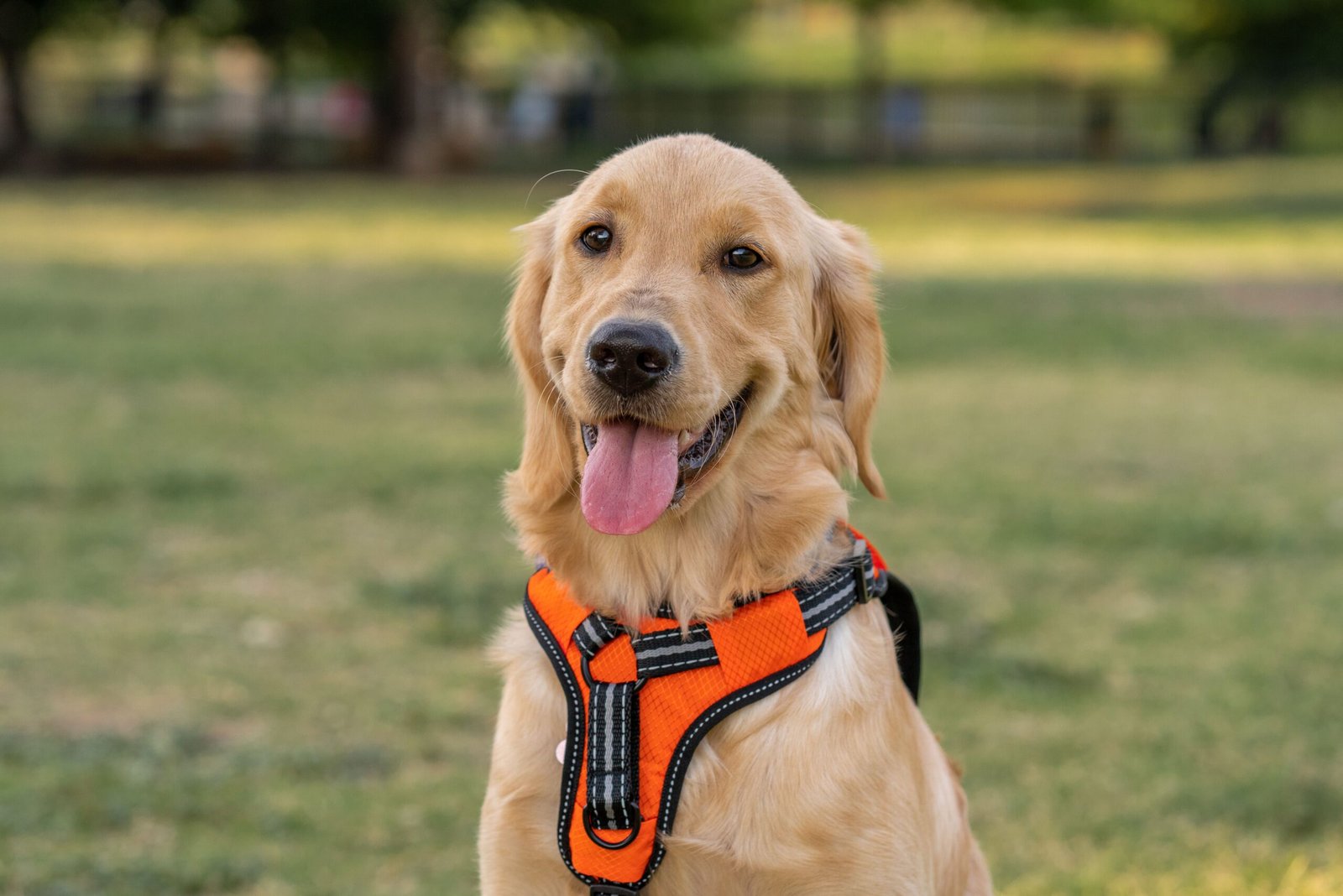 Melhor Peitoral Anti-Puxão para Cachorro