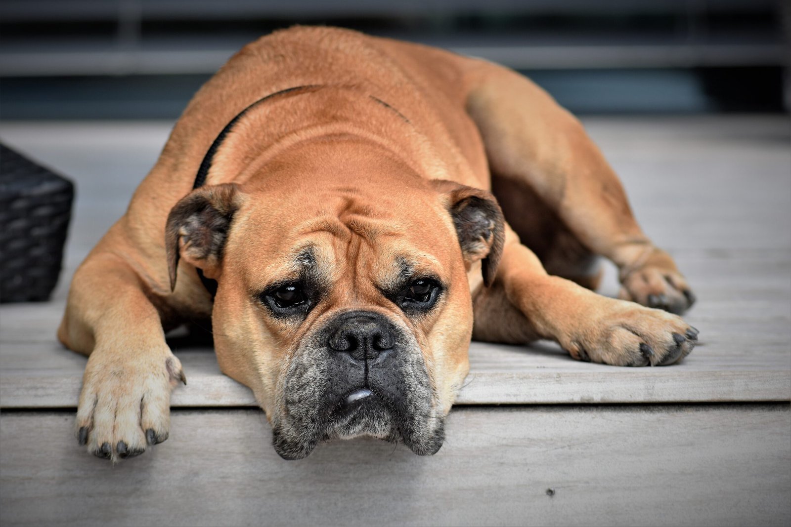 Melhor Pote para Guardar Ração de Cachorro