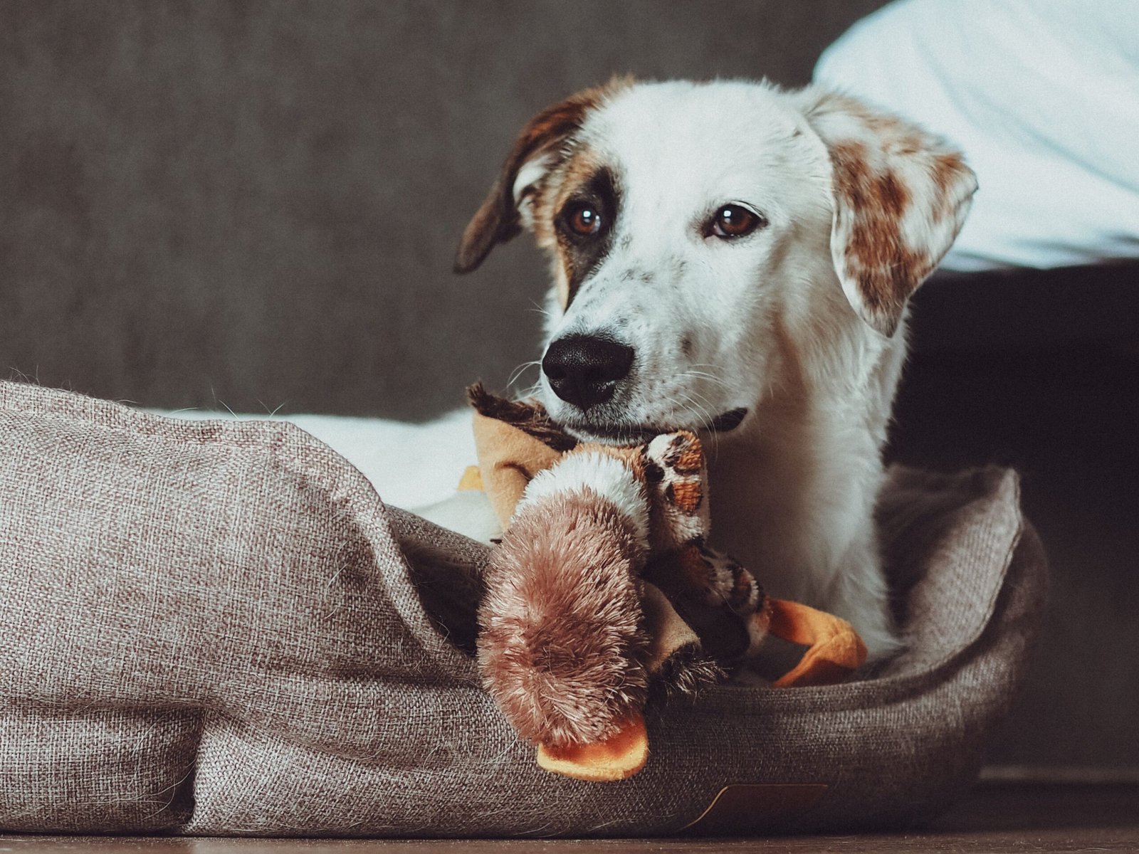 Melhor Toalha Super Absorvente para Cachorro em 2026