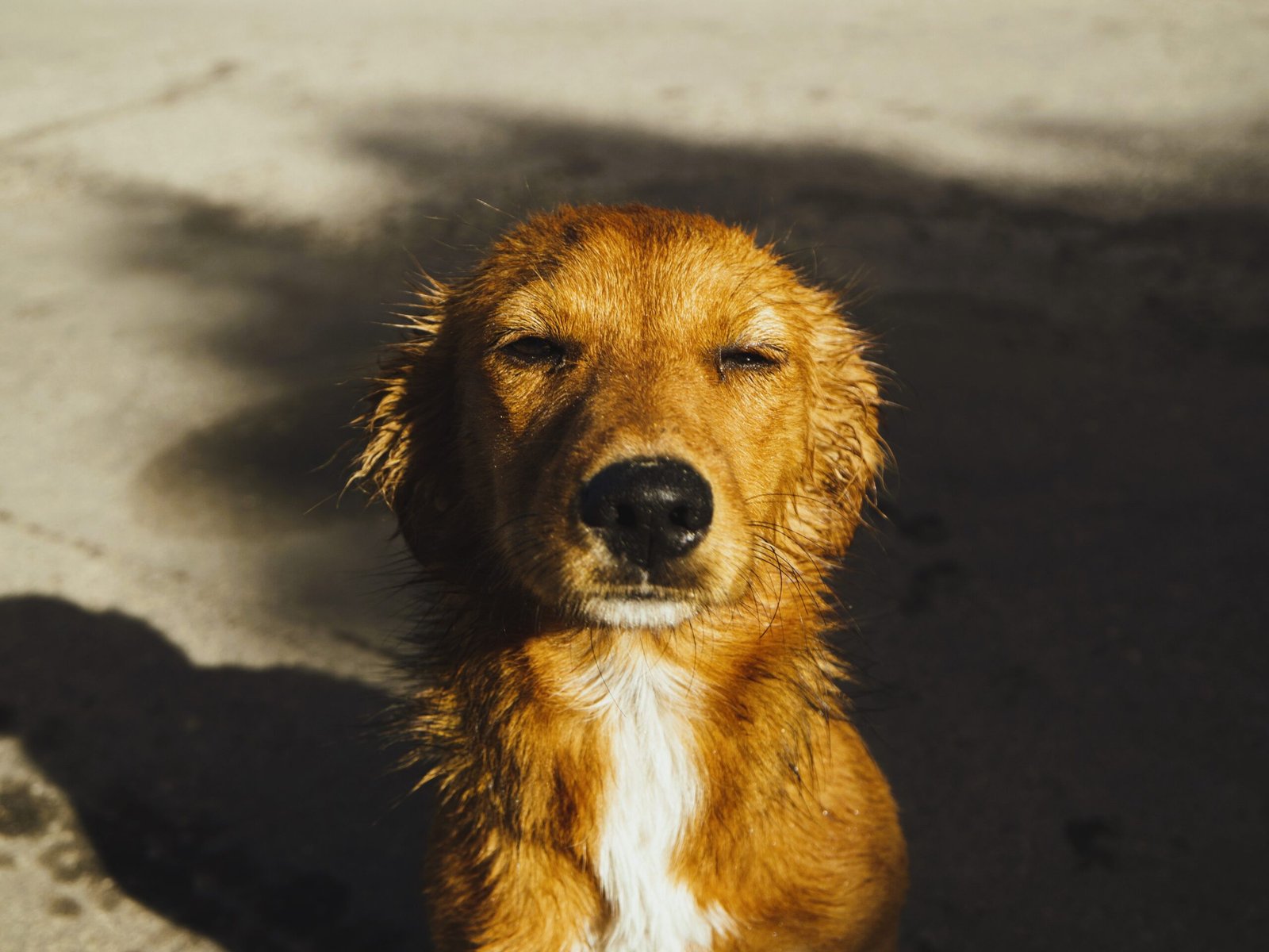 Melhor Secador para Cachorro