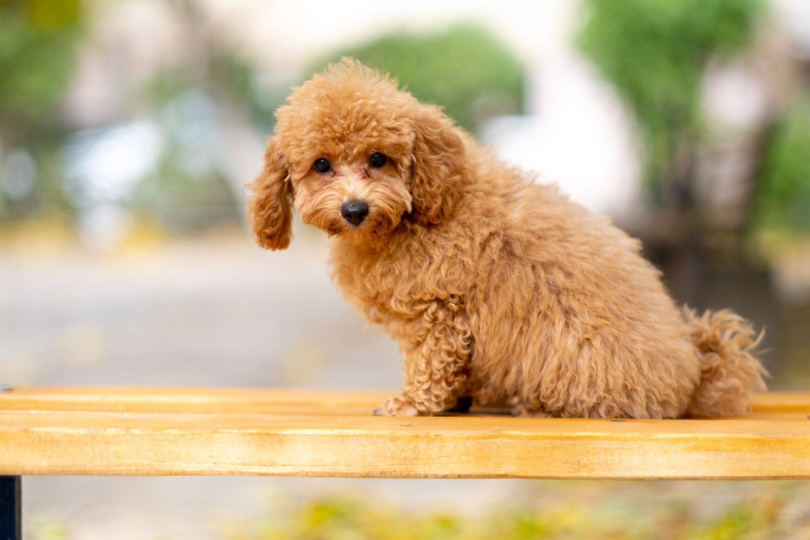 Acessórios para Poodle Os Essenciais Que Fazem Diferença