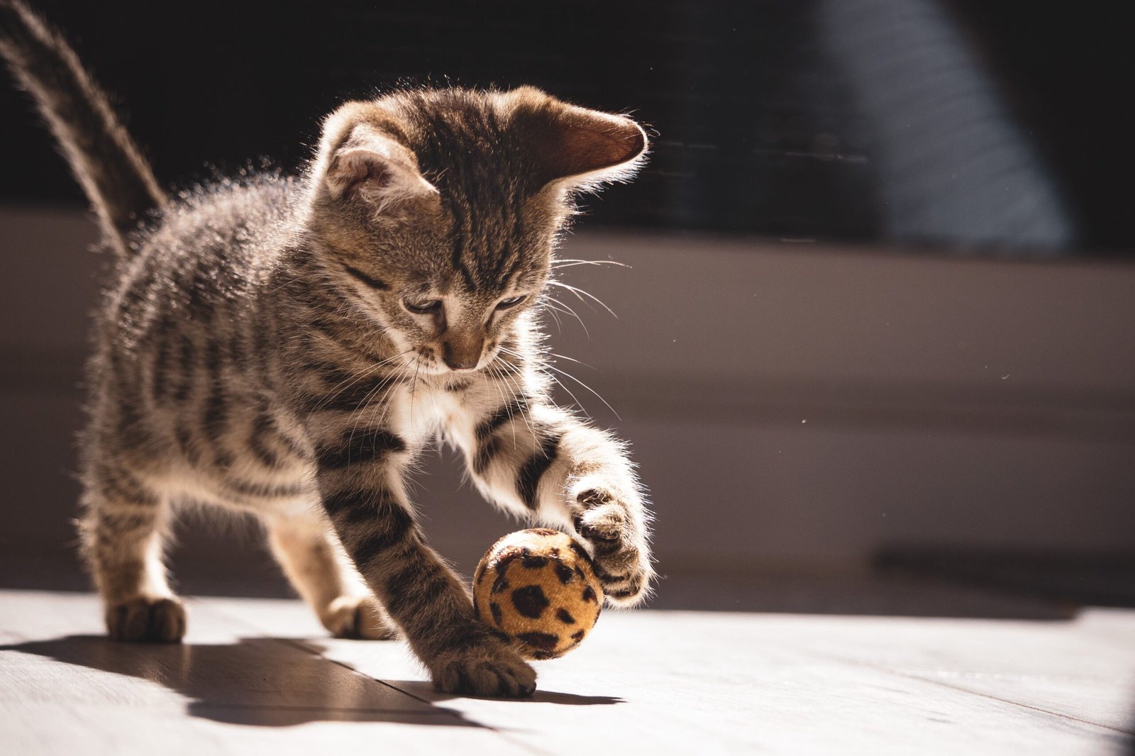 Melhor Bolinha para Gato