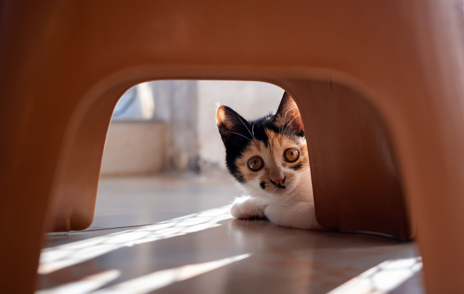 Melhor Brinquedo Dispenser de Petiscos para Gato