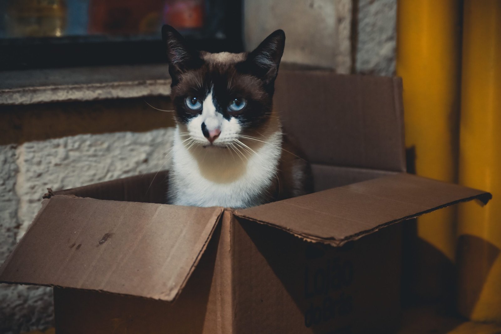 Melhor Caixa de Transporte para Gato