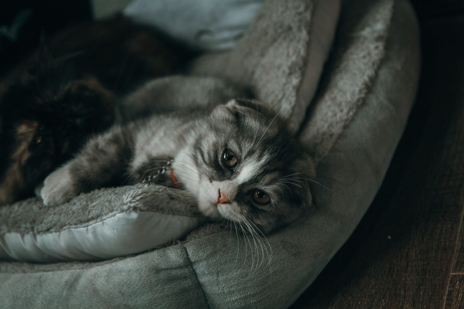 Melhor Cama Nuvem para Gato
