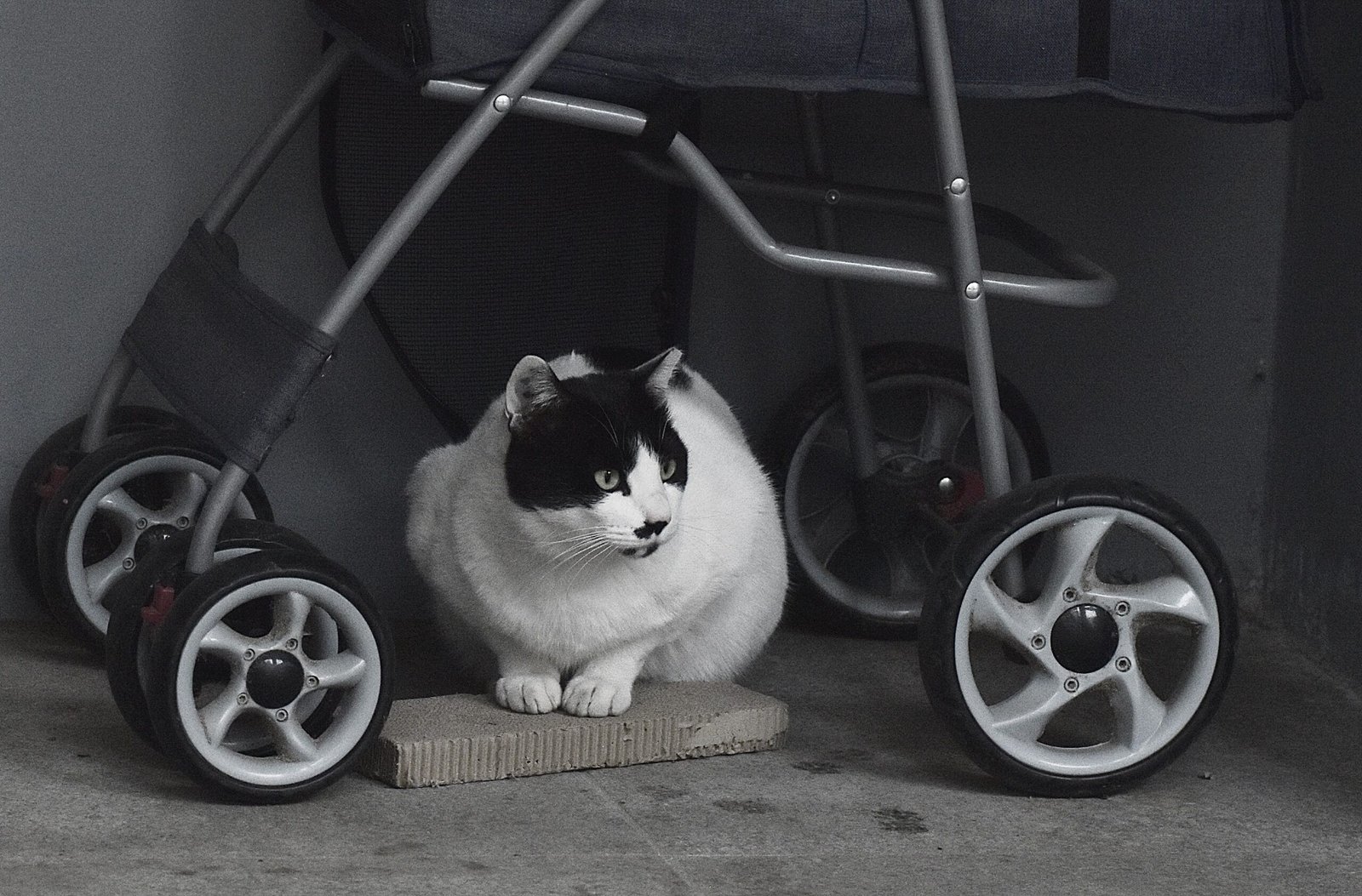 Melhor Carrinho para Gato