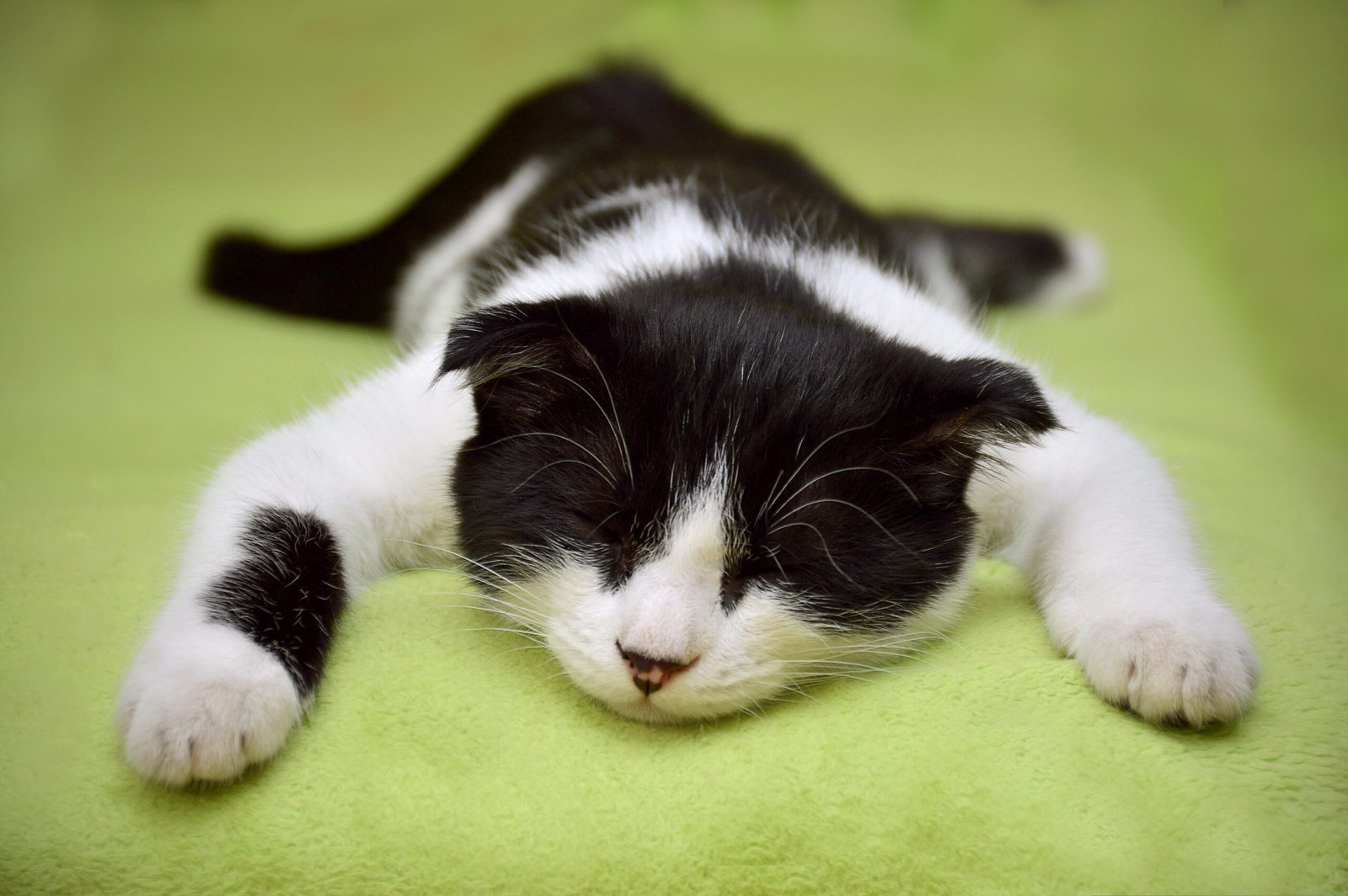 Melhor Circuito de Pistas para Gato