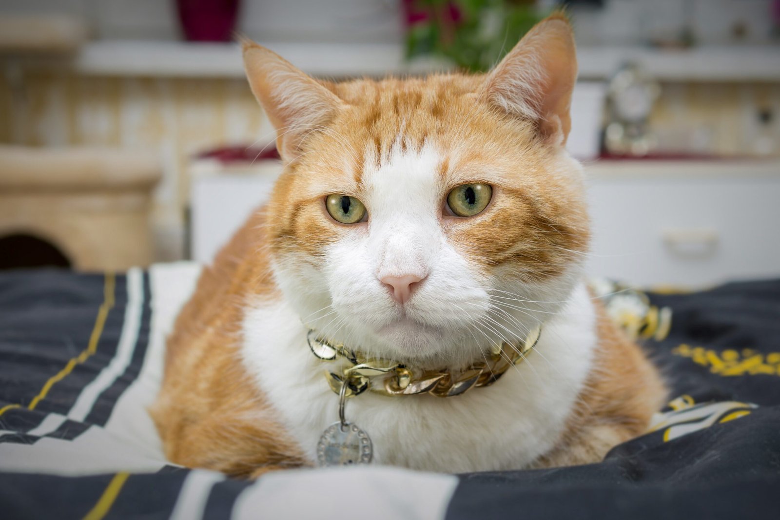 Melhor Coleira para Gato
