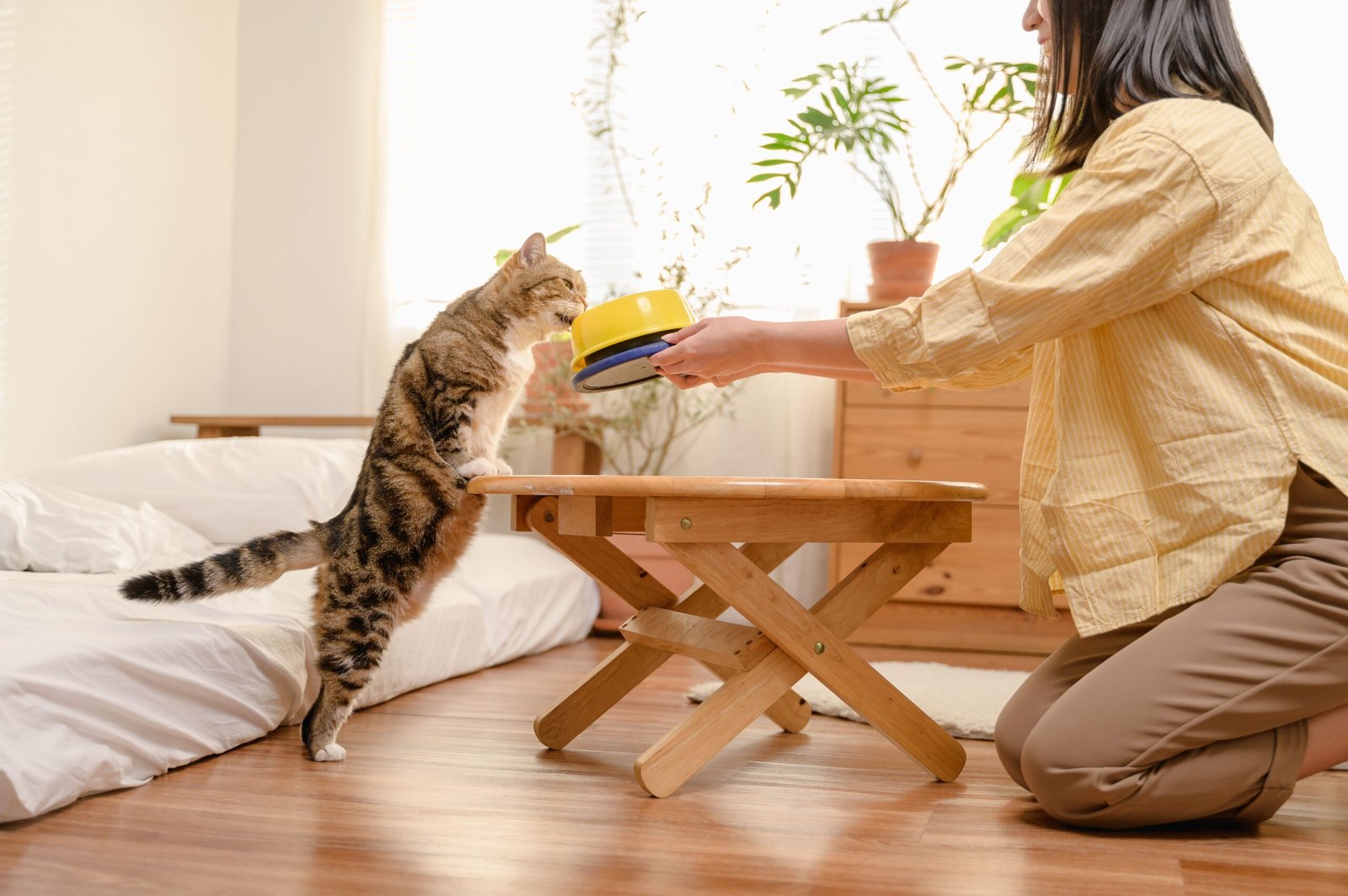 Melhor Comedouro Elevado para Gato