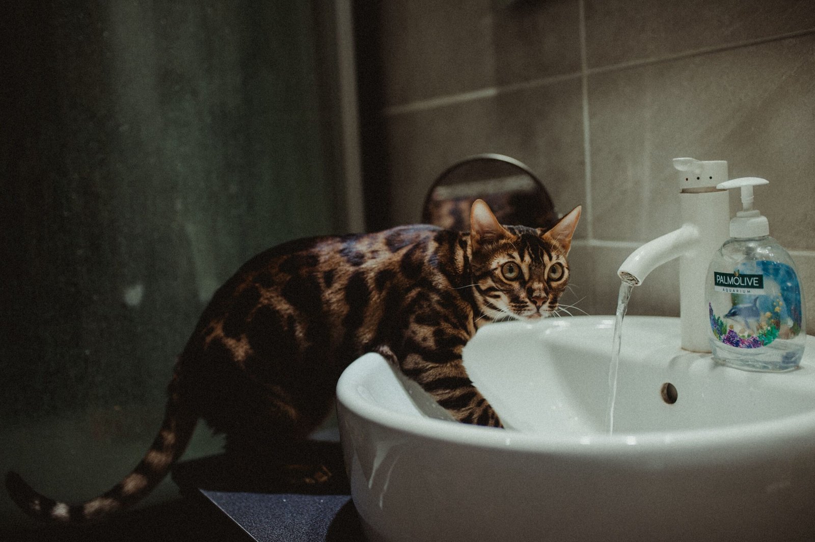 Melhor Fonte de Água Cerâmica para Pets