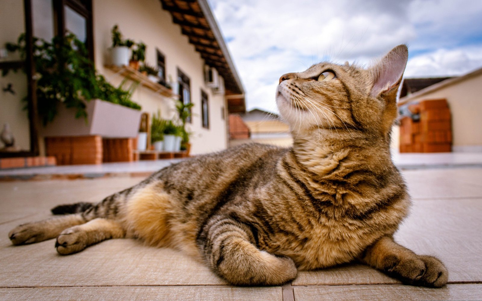Melhor Laser Pointer para Gato
