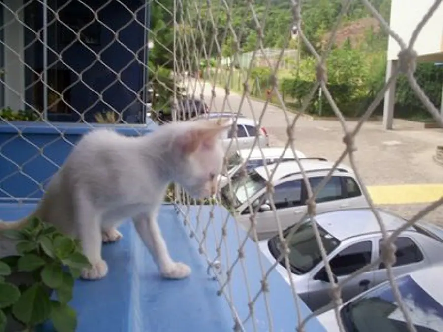 Melhor-Rede-de-Protecao-para-Gatos