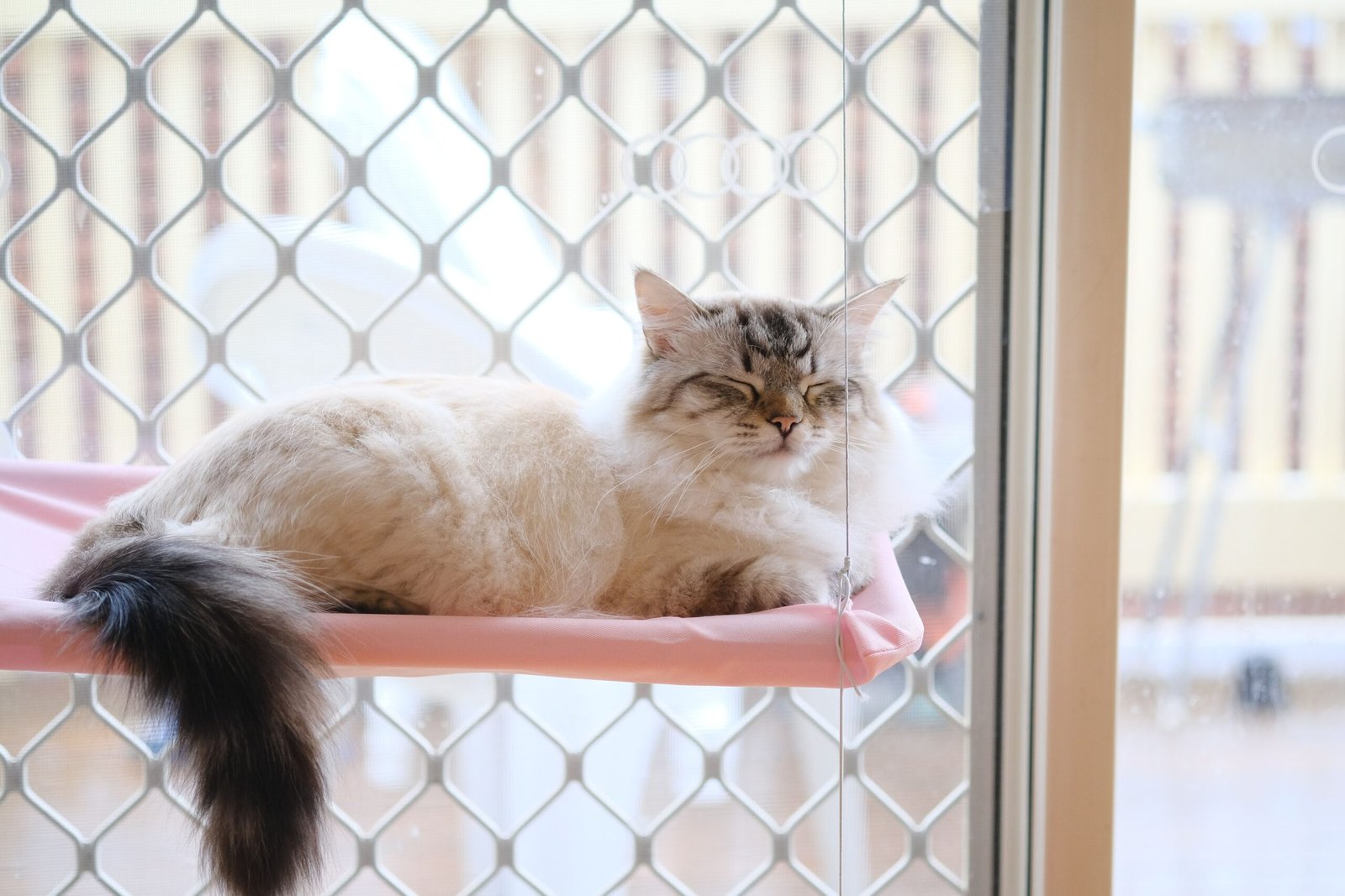 Melhor Rede de Proteção para Gatos