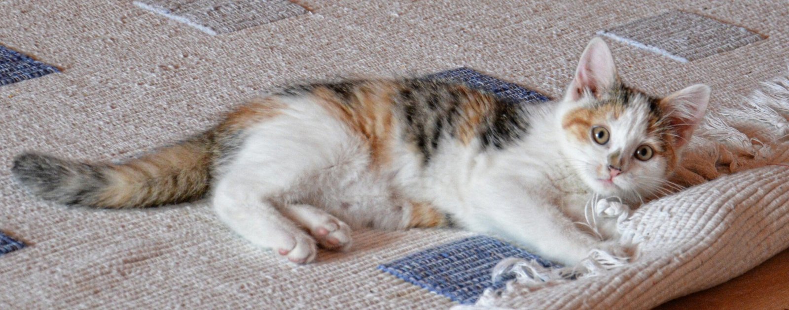Melhor Tapete Coletor de Areia para Gato