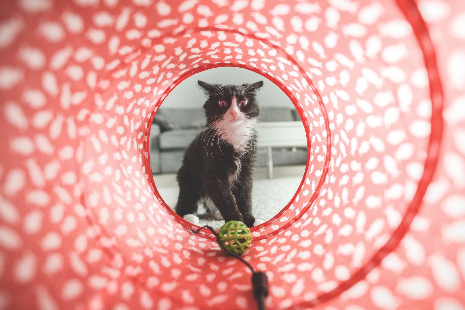 Melhor Túnel para Gato
