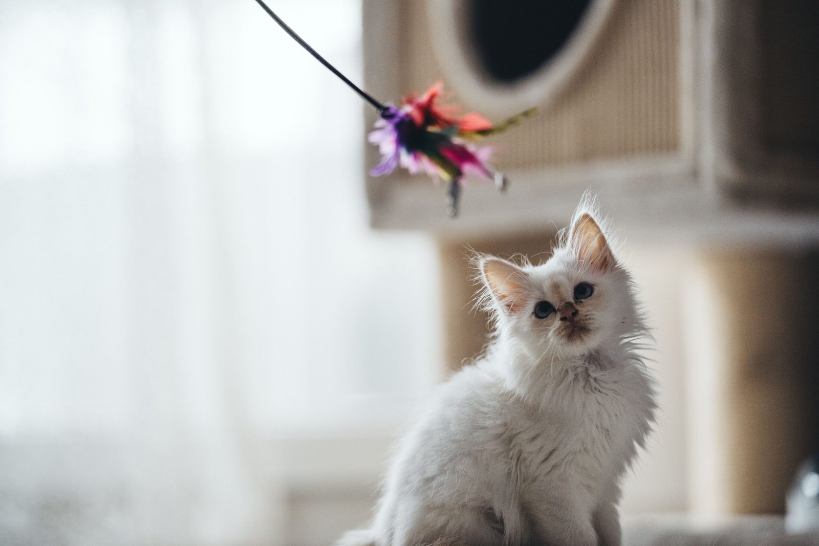 Melhor Varinha para Gato