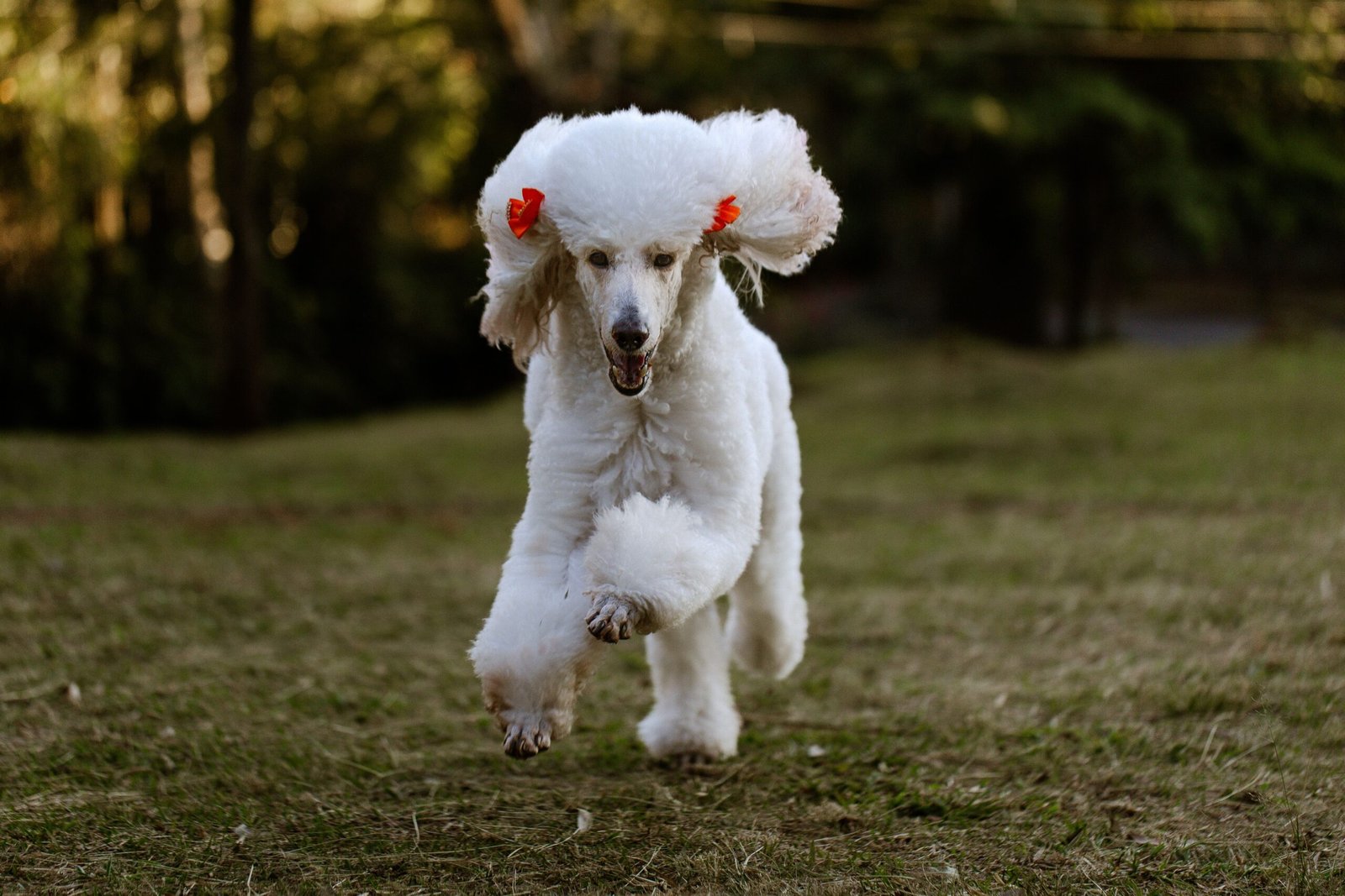 Melhor Condicionador para Poodle