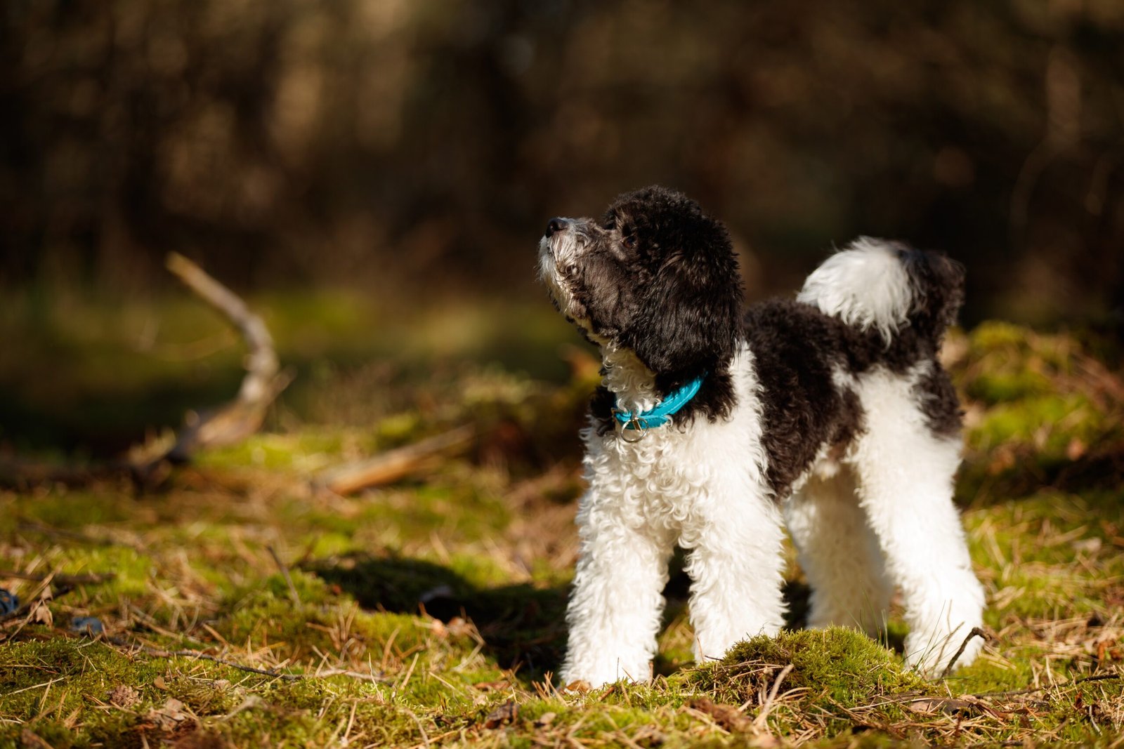 Qual a Melhor Escova para Poodle