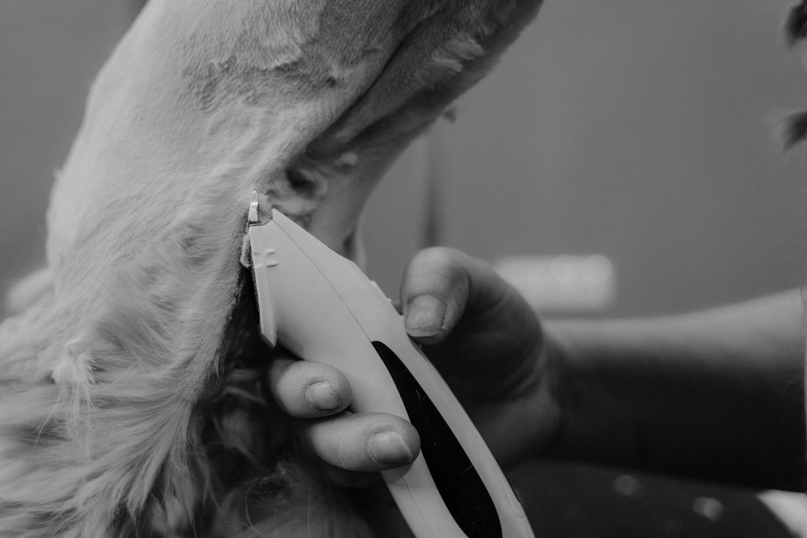 Melhor Máquina de Tosa para Poodle