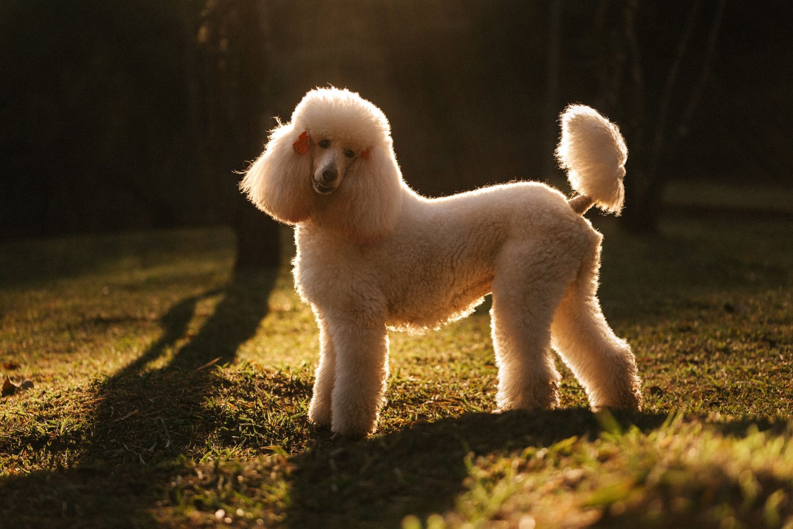 Melhor Ração para Poodle