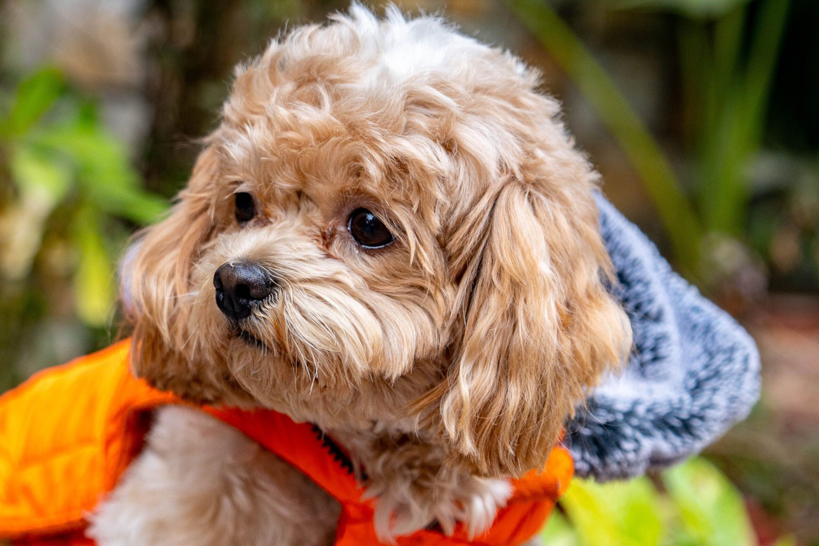 Melhor Roupinha para Poodle
